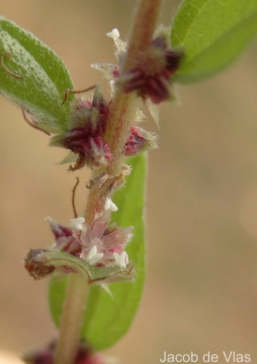 Pouzolzia zeylanica (L.) Benn.